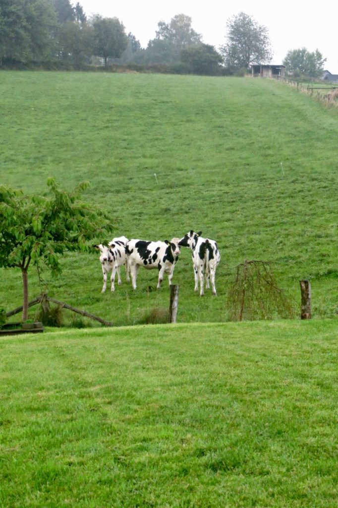 Blick über den Gartenzaun auf eine riesige Kuhwiese mit drei Kühen