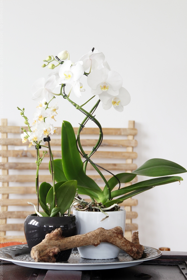 weiße Orchidee vor Bambuswandboard